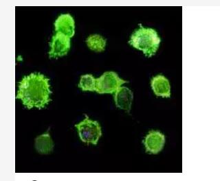 Dendritic cells were generated by culturing isolated CD133+ cells in the presence of Flt-3 Ligand, SCF, GM-CSF, TNF-α, and TGF-β for 10 days. Thereafter, CD1a+ cells were isolated by using CD1a MicroBeads and stained with CD1a-FITC.